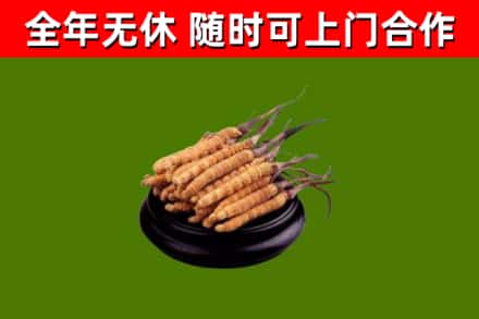 长安区回收冬虫夏草