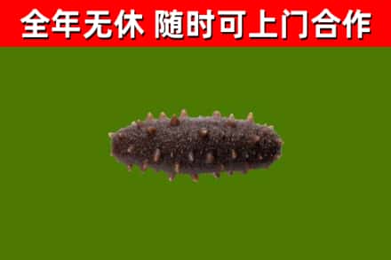 长安区回收海参干